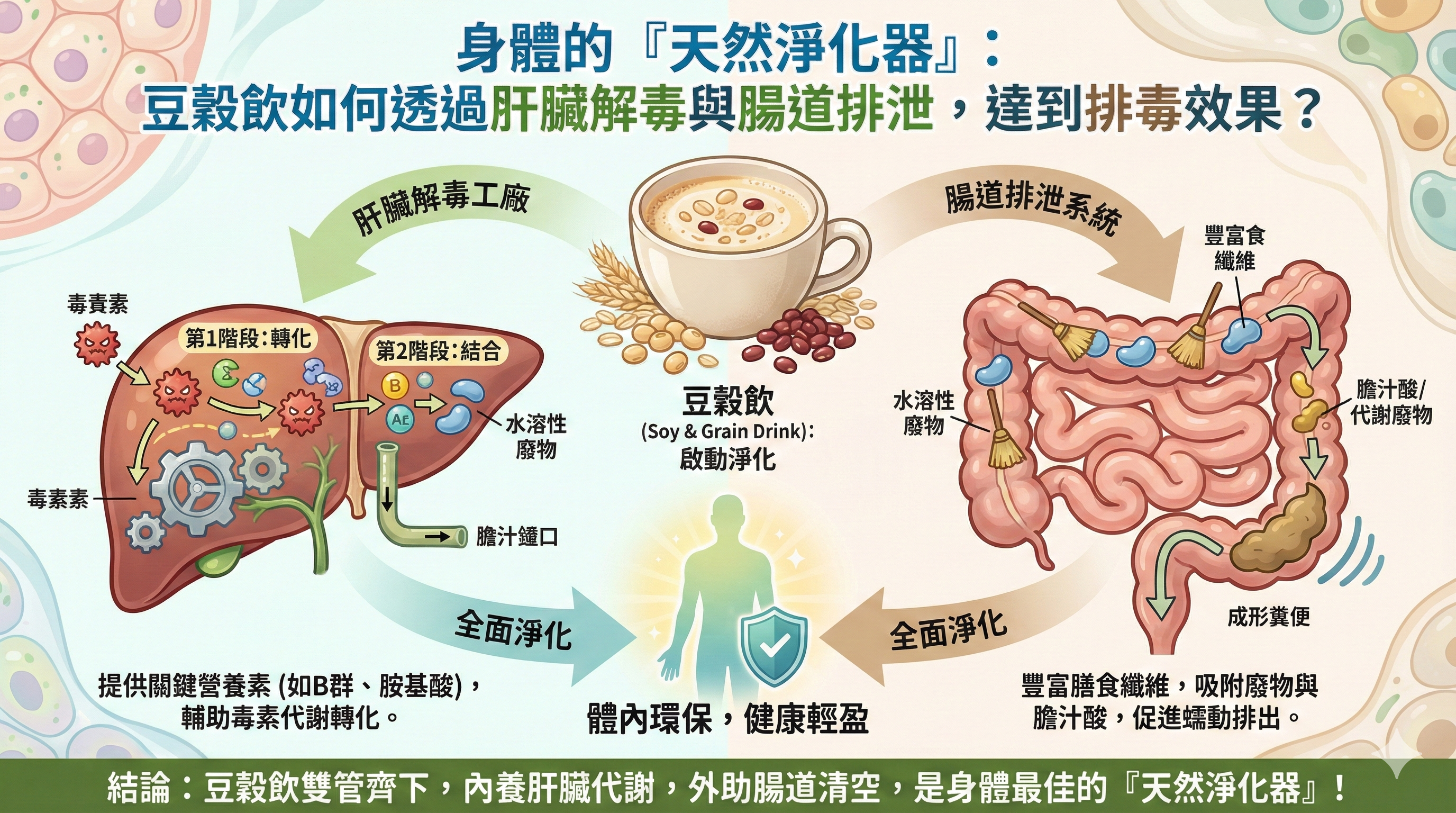 Q036 身體的「天然淨化器」： 豆穀飲如何透過肝臟解毒與腸道排泄，達到排毒效果？