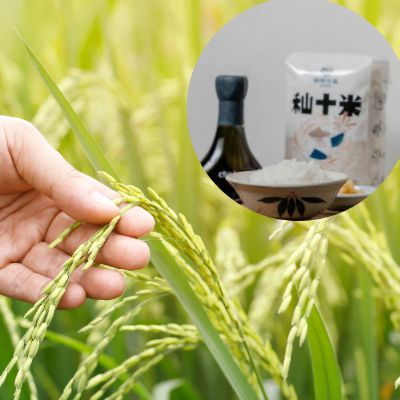 朝陽高纖低澱粉秈十米